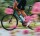 Cervelo CALEDONIA-5, OASIS, Shimano Dura-Ace Di2 R9270 48